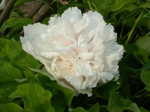 [PASXTA] Paeonia suffruticosa 'Xue Ta'