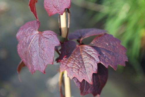 [PATPURPU] Parthenocissus tricuspidata 'Purpurea'