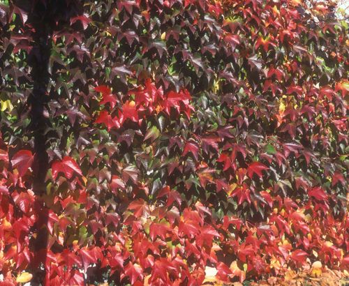[PATVROBU] Parthenocissus tricuspidata 'Veitch.Robusta'