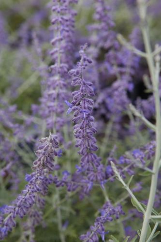 [PEABSPIR] Perovskia atriplicifolia 'Blue Spire'