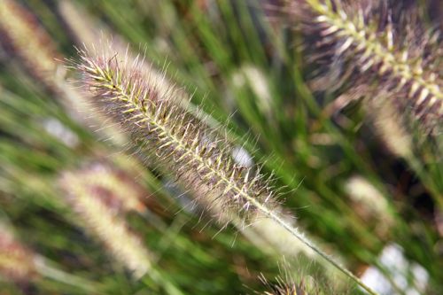 [PEAHAMEL] Pennisetum alopecuroides 'Hameln'