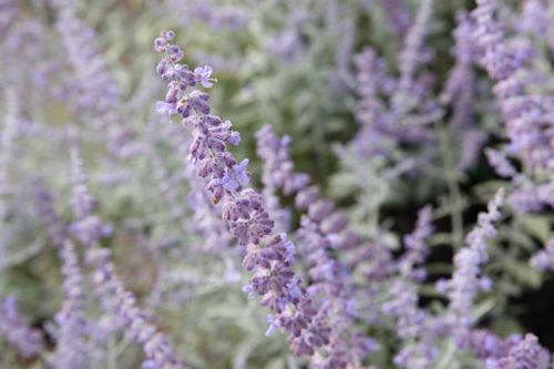 [PEALBLUE] Perovskia atriplicifolia LACEY BLUE (PBR)