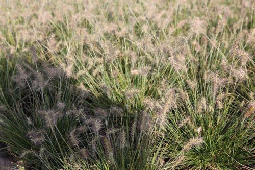 [PEALBUNN] Pennisetum alopecuroides 'Little Bunny'