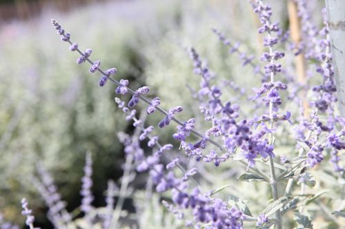 [PEASBLUE] Perovskia atriplicifolia SILVERY BLUE (PBR)