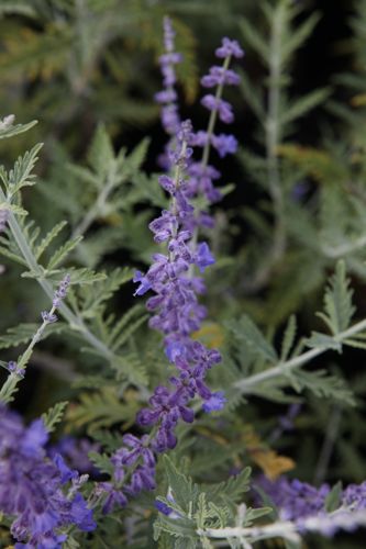 [PEATRIPL] Perovskia atriplicifolia