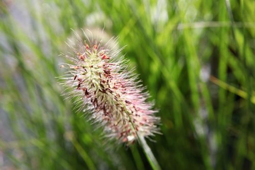 [PEVIRIDE] Pennisetum viridescens