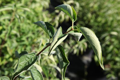 [PHALBATR] Philadelphus 'Albatre'