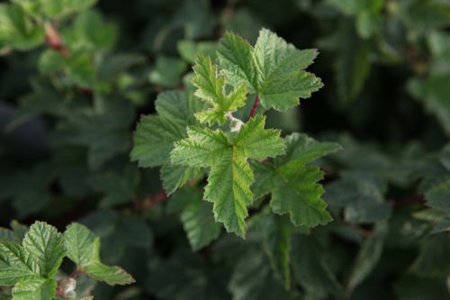 [PHCTPARK] Physocarpus capitatus 'Tilden Park'
