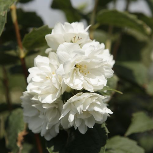 [PHDBLANC] Philadelphus 'Dame Blanche'