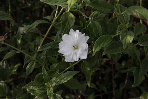 [PHFMORN] Philadelphus 'Frosty Morn'