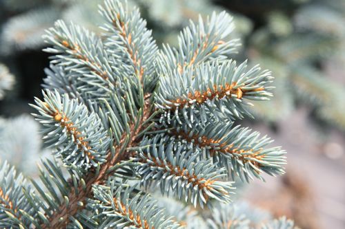 [PIPGGLOB] Picea pungens 'Glauca Globosa'