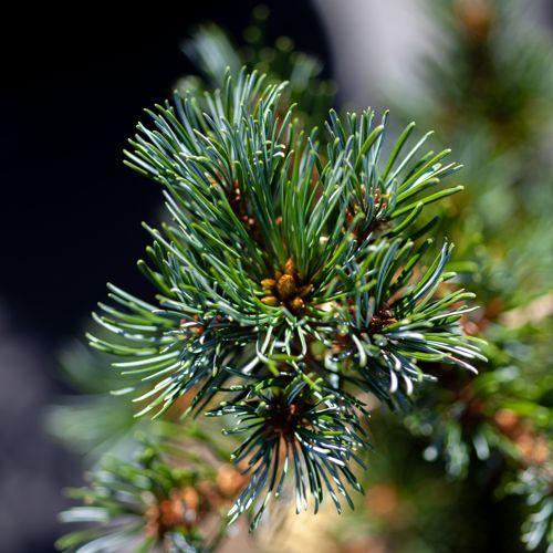 [PIPNEGIS] Pinus parviflora 'Negishi'