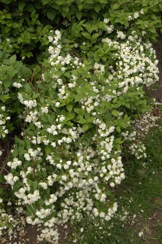 [PHMHERMI] Philadelphus 'Manteau d'Hermine'