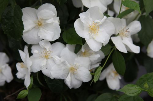 [PHNATCHE] Philadelphus 'Natchez'