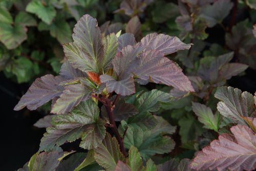 [PHOAJUBI] Physocarpus opulifolius First Editions® AMBER JUBILEE® (PBR)