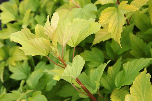 [PHODGOLD] Physocarpus opulifolius 'Dart's Gold®'