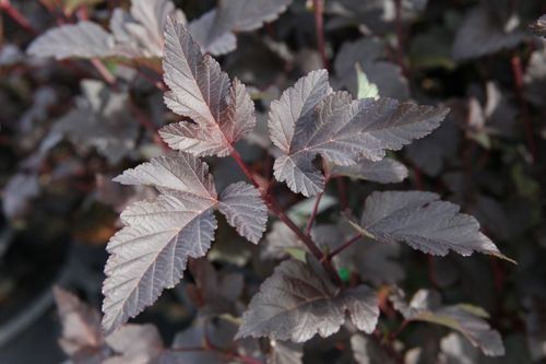 [PHODIABO] Physocarpus opulifolius 'Diabolo' (PBR)