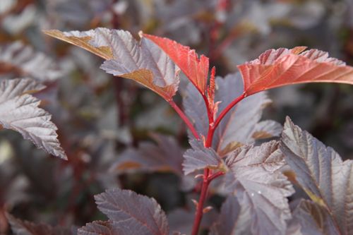 [PHODOR] Physocarpus opulifolius DIABLE D'OR® (PBR)