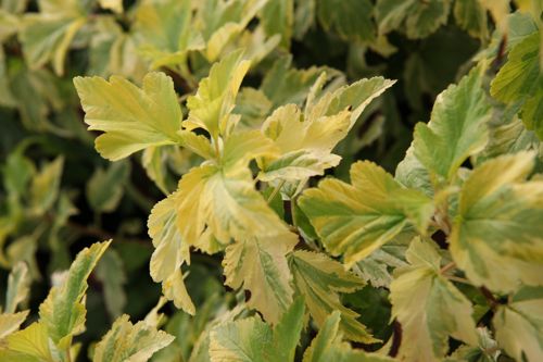 [PHOGANNY] Physocarpus opulifolius 'Anny's Gold' (PBR)