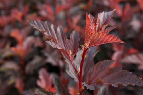 [PHOLANGE] Physocarpus opulifolius LITTLE ANGEL (PBR)