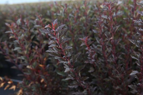 [PHOLDEVI] Physocarpus opulifolius First Editions® LITTLE DEVIL® (PBR)