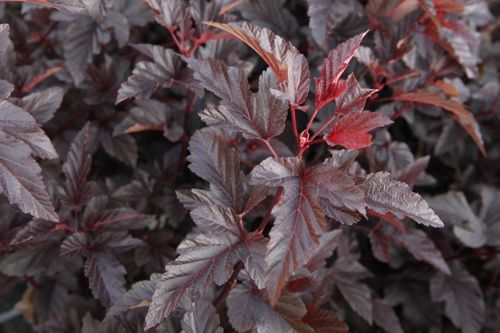 [PHOLRED] Physocarpus opulifolius LADY IN RED (PBR)