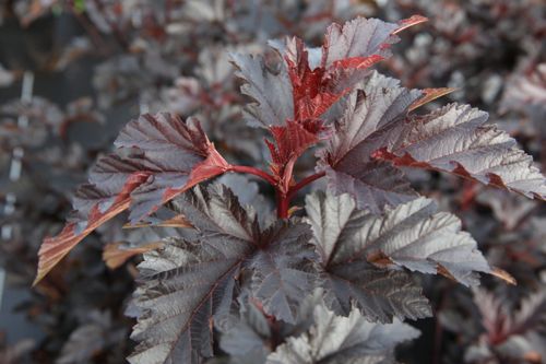 [PHOMIDNI] Physocarpus opulifolius MIDNIGHT (PBR)