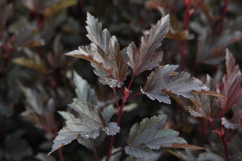 [PHOSWINE] Physocarpus opulifolius SUMMER WINE (PBR)