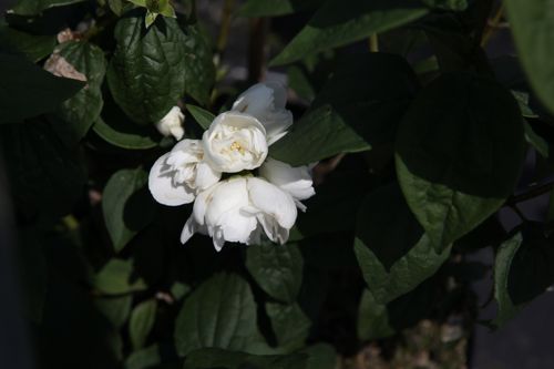 [PHVIRGIN] Philadelphus 'Virginal'