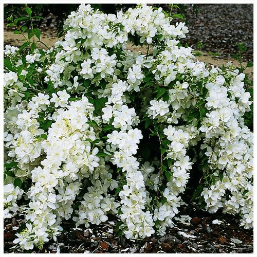 [PHWROCK] Philadelphus 'White Rock (Pekphil)'