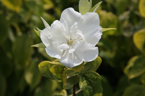 [PHYHILL] Philadelphus 'Yellow Hill'