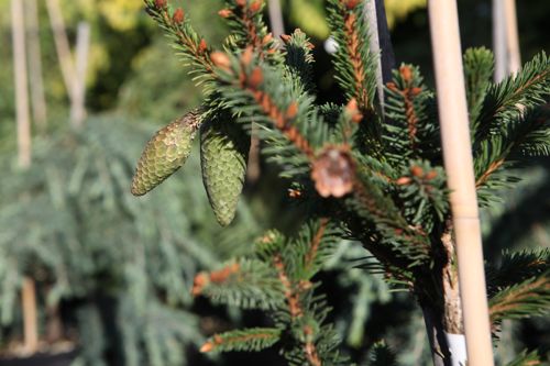 [PIAACROC] Picea abies 'Acrocona'