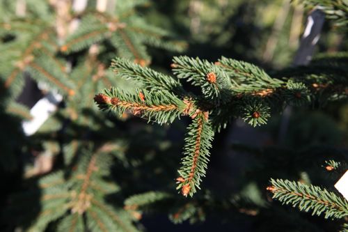 [PIAINVER] Picea abies 'Inversa'