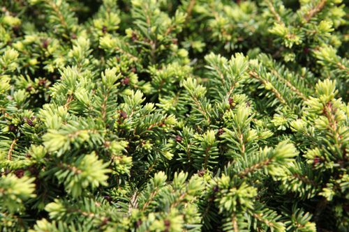 [PIALGEM] Picea abies 'Little Gem'