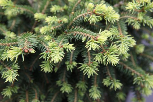 [PIANIDIF] Picea abies 'Nidiformis'