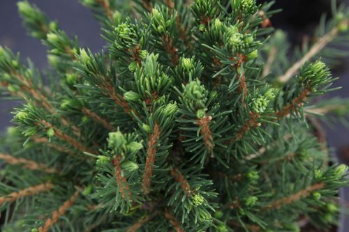 [PIATOMPA] Picea abies 'Tompa'