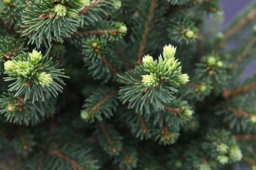 [PIAWZWER] Picea abies 'Wills Zwerg'