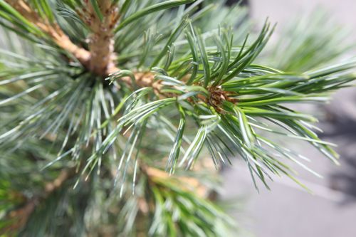 [PIFVPYRA] Pinus flexilis 'Vanderwolf's Pyramid'