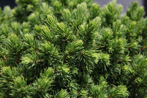 [PIGAGLOB] Picea glauca 'Alberta Globe'