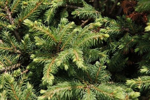 [PIGBARUS] Picea glauca 'Barus'