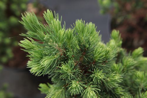 [PIGBFRUE] Picea glauca 'Biesenthaler Frühling'