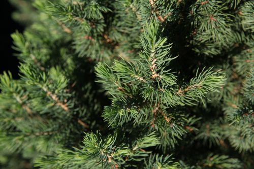 [PIGDECEM] Picea glauca 'December (Conica)' (PBR)