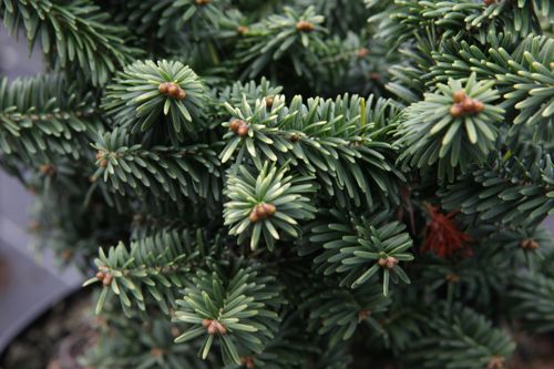 [ABBNANA] Abies balsamea 'Nana'