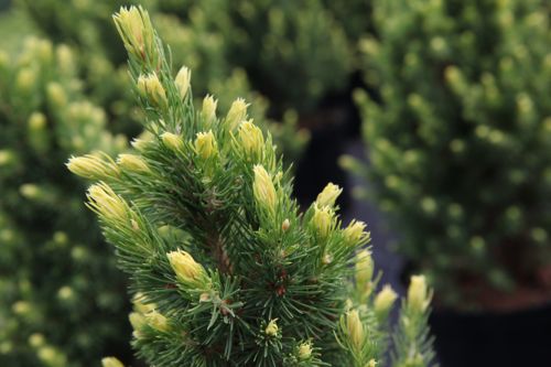 [PIGREND] Picea glauca 'Rainbow's end'