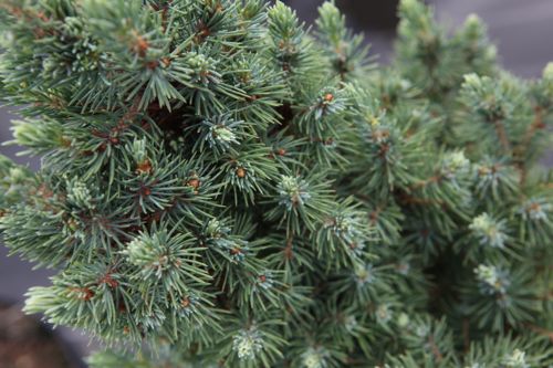 [PIGSBLUE] Picea glauca 'Sanders Blue'