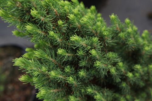 [PIGZUCKE] Picea glauca 'Zuckerhut'