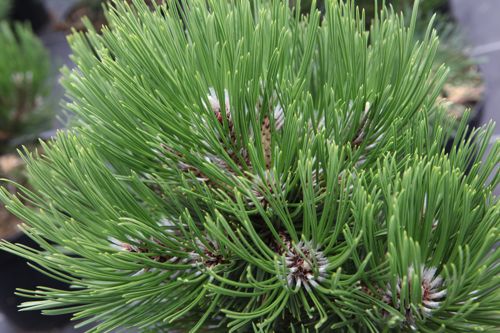 [PIHCGEM] Pinus heldreichii 'Compact Gem'