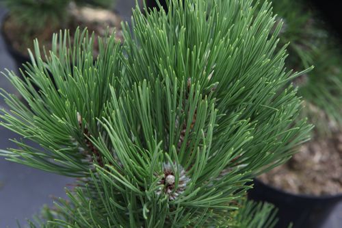 [PIHMALIN] Pinus heldreichii 'Malinkii'