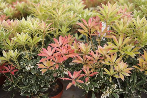 [PIJFSILV] Pieris japonica 'Flaming Silver'