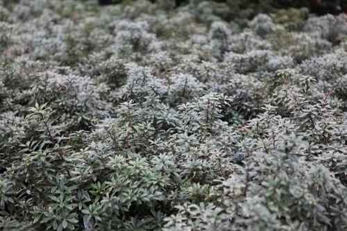 [PIJLHEAT] Pieris japonica 'Little Heath'